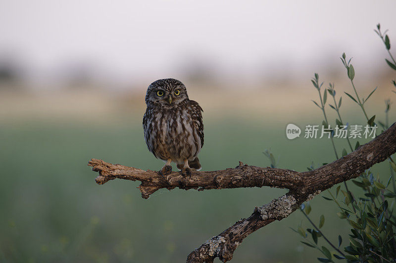 小猫头鹰(Athena noctua)